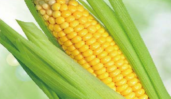 陶瓷膜應(yīng)用：生物、醫(yī)藥行業(yè)